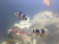 ImageUploadedByReefs1376508769.400274.jpg