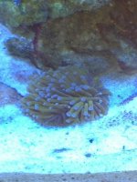 ImageUploadedByReefs1368557492.380195.jpg