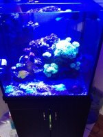 ImageUploadedByReefs1372210246.074552.jpg