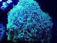 ImageUploadedByReefs1372210272.454963.jpg