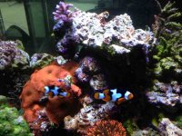 ImageUploadedByReefs1376523052.798284.jpg