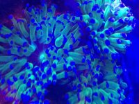 ImageUploadedByReefs1372210311.337234.jpg
