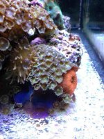 ImageUploadedByReefs1380327096.994689.jpg