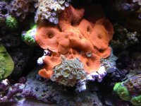 ImageUploadedByReefs1380327167.774829.jpg