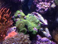 ImageUploadedByReefs1380327237.175058.jpg