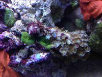 ImageUploadedByReefs1380327293.191787.jpg