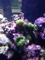 ImageUploadedByReefs1380327370.257816.jpg