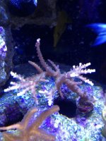 ImageUploadedByReefs1368573862.856755.jpg