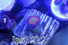 IMG_4423.JPG