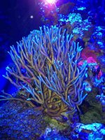 ImageUploadedByReefs1380328116.543044.jpg