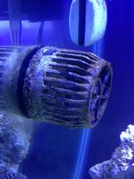 ImageUploadedByReefs1376527696.493039.jpg