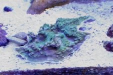 green cap blue polyps.jpg