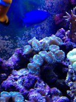 ImageUploadedByReefs1372251939.849833.jpg