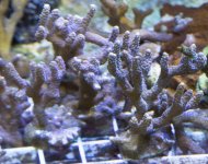 2.Purple Digitata.jpg