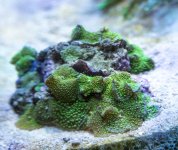 3.Green Mushrooms.jpg