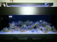 ImageUploadedByReefs1368633924.228948.jpg