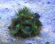4.Green Polyps Frags.jpg