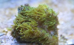 7.Pagoda cup coral.jpg