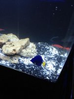 ImageUploadedByReefs1376590870.258325.jpg