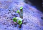 8.Trumpet Coral.jpg