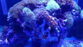 CORALS 016.JPG