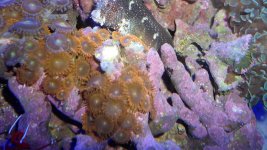 CORALS 048.JPG
