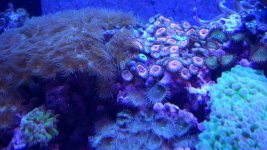CORALS 009.JPG