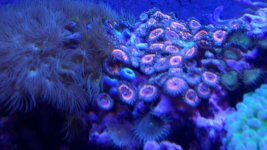 CORALS 010.JPG