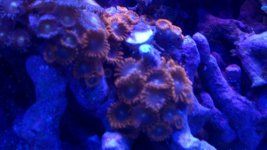 CORALS 011.JPG