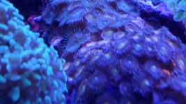 CORALS 012.JPG