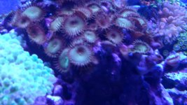 CORALS 013.JPG