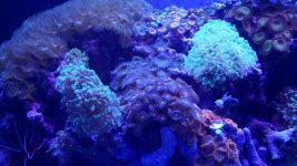 CORALS 014.JPG