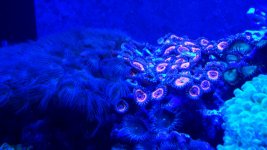 CORALS 026.JPG