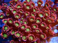 Red%20Special%20Goniopora.jpg