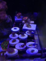 ImageUploadedByReefs1372297011.146926.jpg
