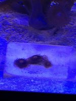 ImageUploadedByReefs1372297025.941900.jpg