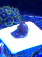 ImageUploadedByReefs1372297047.996467.jpg