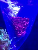 ImageUploadedByReefs1368673477.899374.jpg