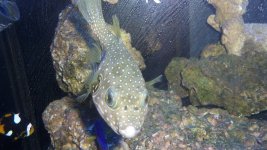 PUFFER FISH 001.JPG