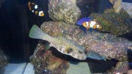 PUFFER FISH 002.JPG