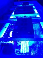ImageUploadedByReefs1380471403.471503.jpg ImageUploadedByReefs1380471403.471503.jpg