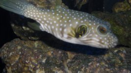 PUFFER FISH 003.JPG