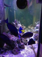 ImageUploadedByReefs1380472746.315733.jpg ImageUploadedByReefs1380472746.315733.jpg