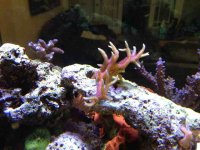 ImageUploadedByReefs1380473191.749326.jpg