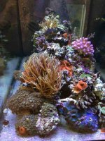 ImageUploadedByReefs1380473224.567424.jpg
