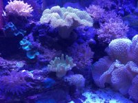 ImageUploadedByReefs2014-03-05 12:13:01 EST.jpg