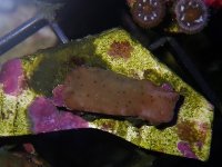 Purple Scroll Turbinaria sm.JPG