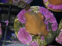 Purple Scroll Turbinaria lg.JPG