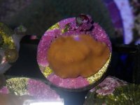 Purple Scroll Turbinaria lg2.JPG
