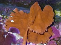 Red Setosa.JPG